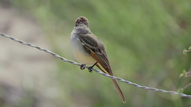 Ash-throated Flycatcher - ML617898299