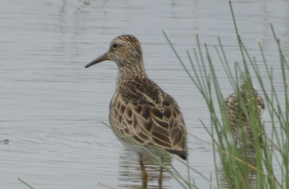 Graubrust-Strandläufer - ML617898341