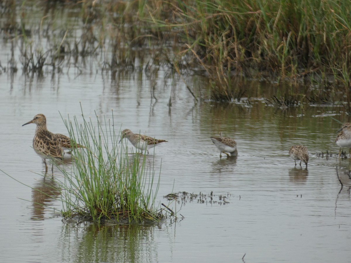 Pectoral Sandpiper - ML617898342