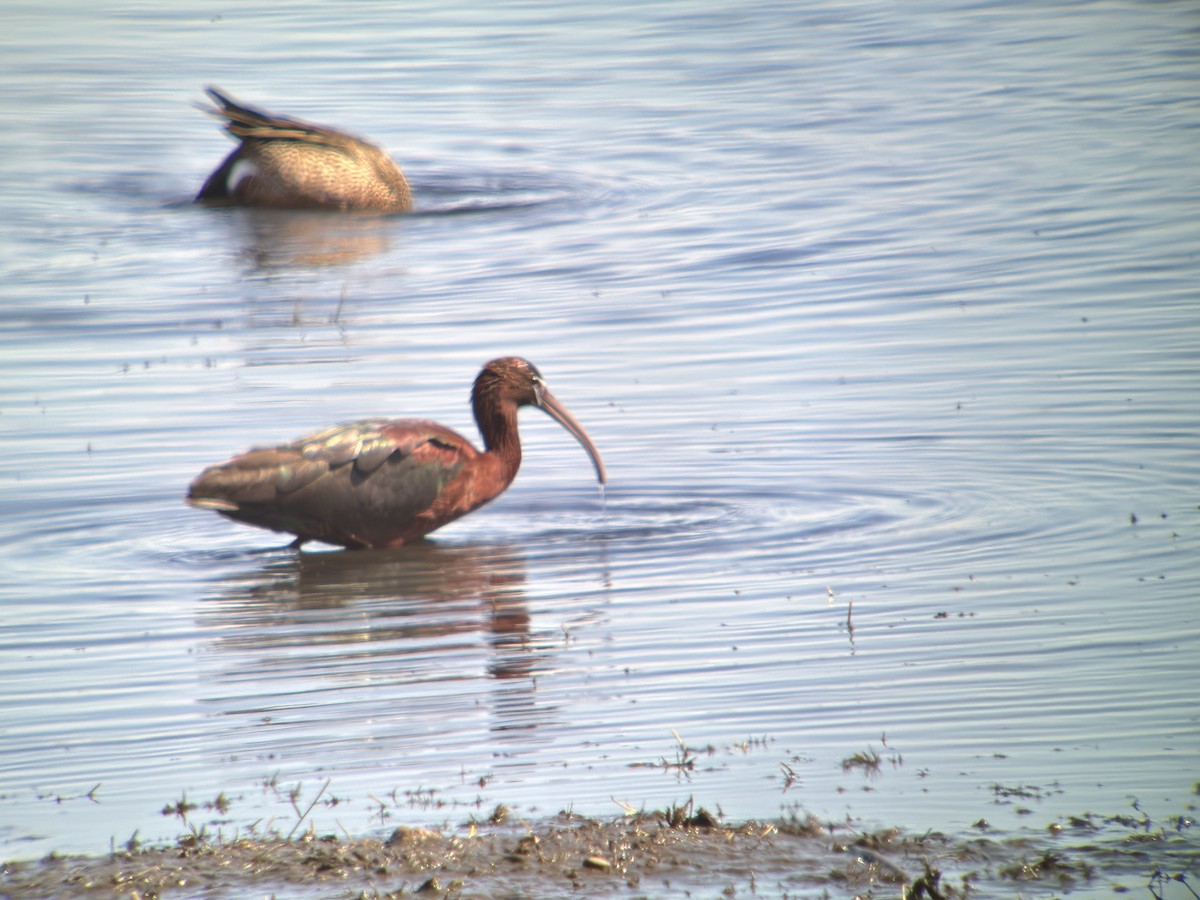 Glossy Ibis - ML617898520