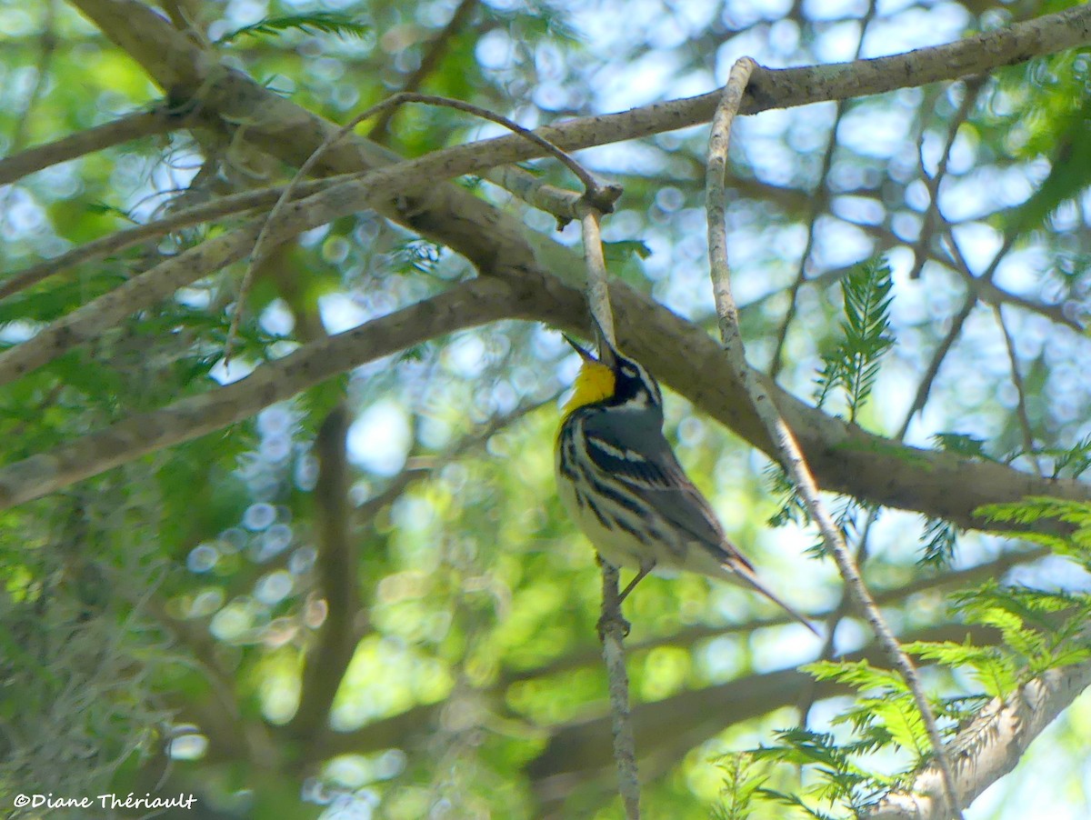 Yellow-throated Warbler - ML617898531