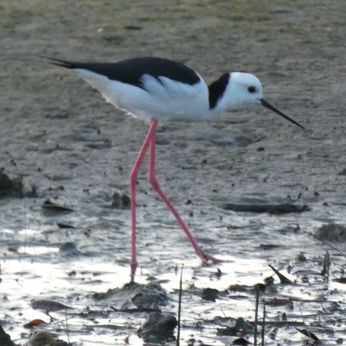 Pied Stilt - ML617898562