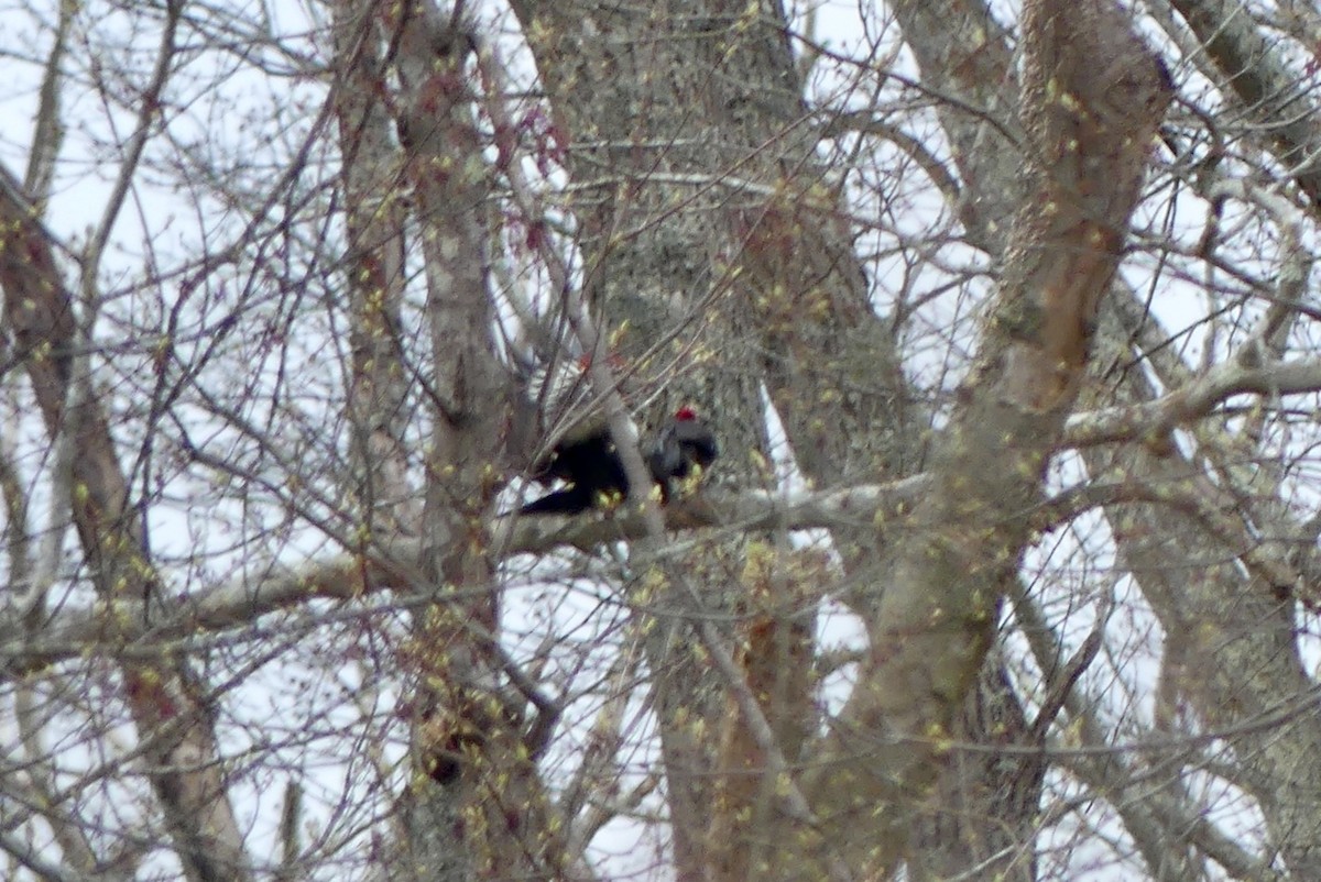 Pileated Woodpecker - Jessica Bishop