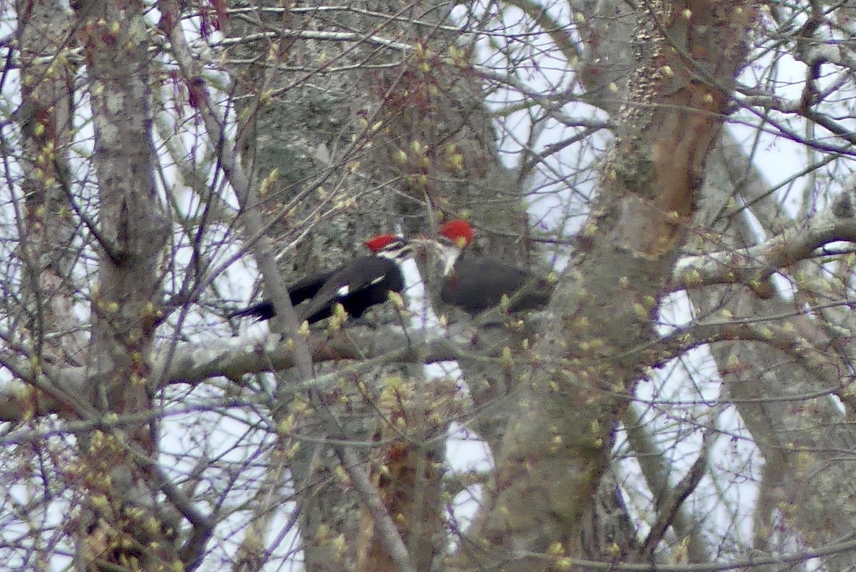 Pileated Woodpecker - ML617898565