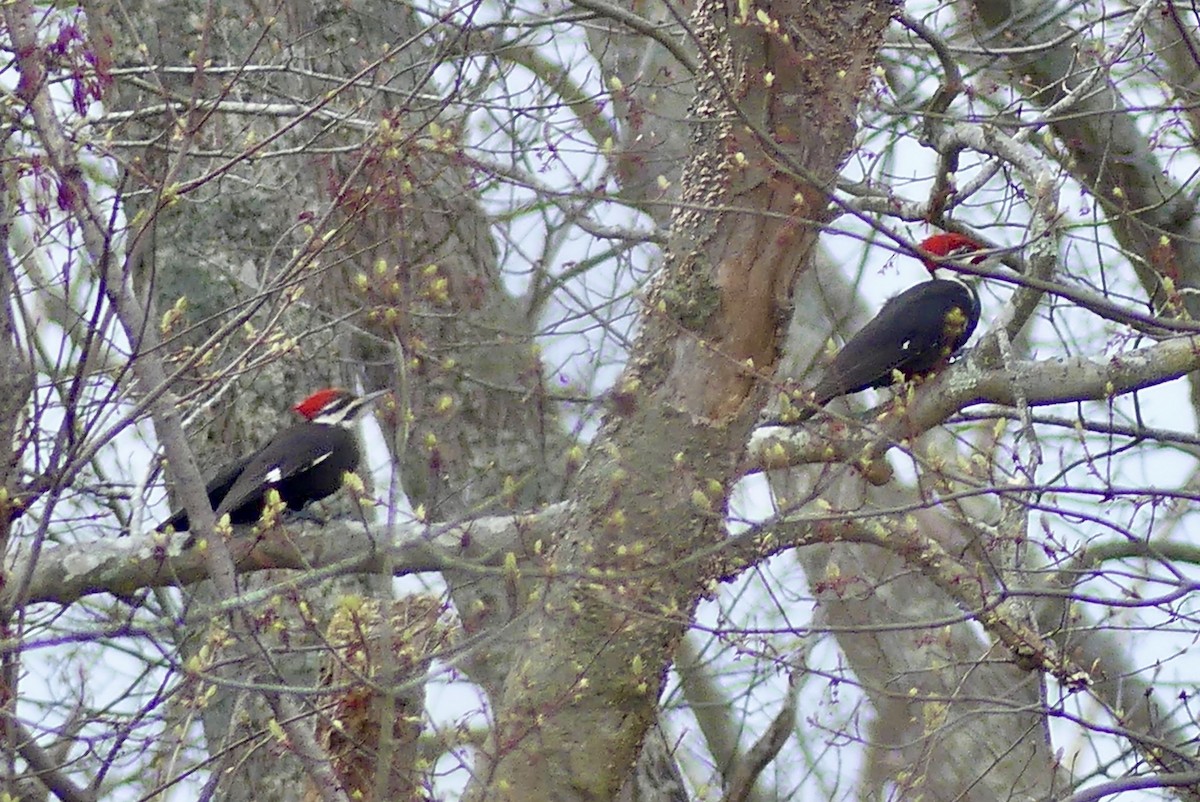 Pileated Woodpecker - ML617898566