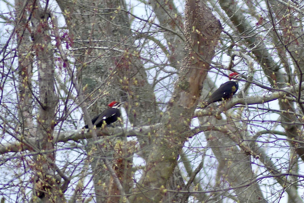 Pileated Woodpecker - Jessica Bishop