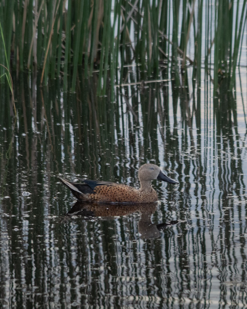 Red Shoveler - ML617898573