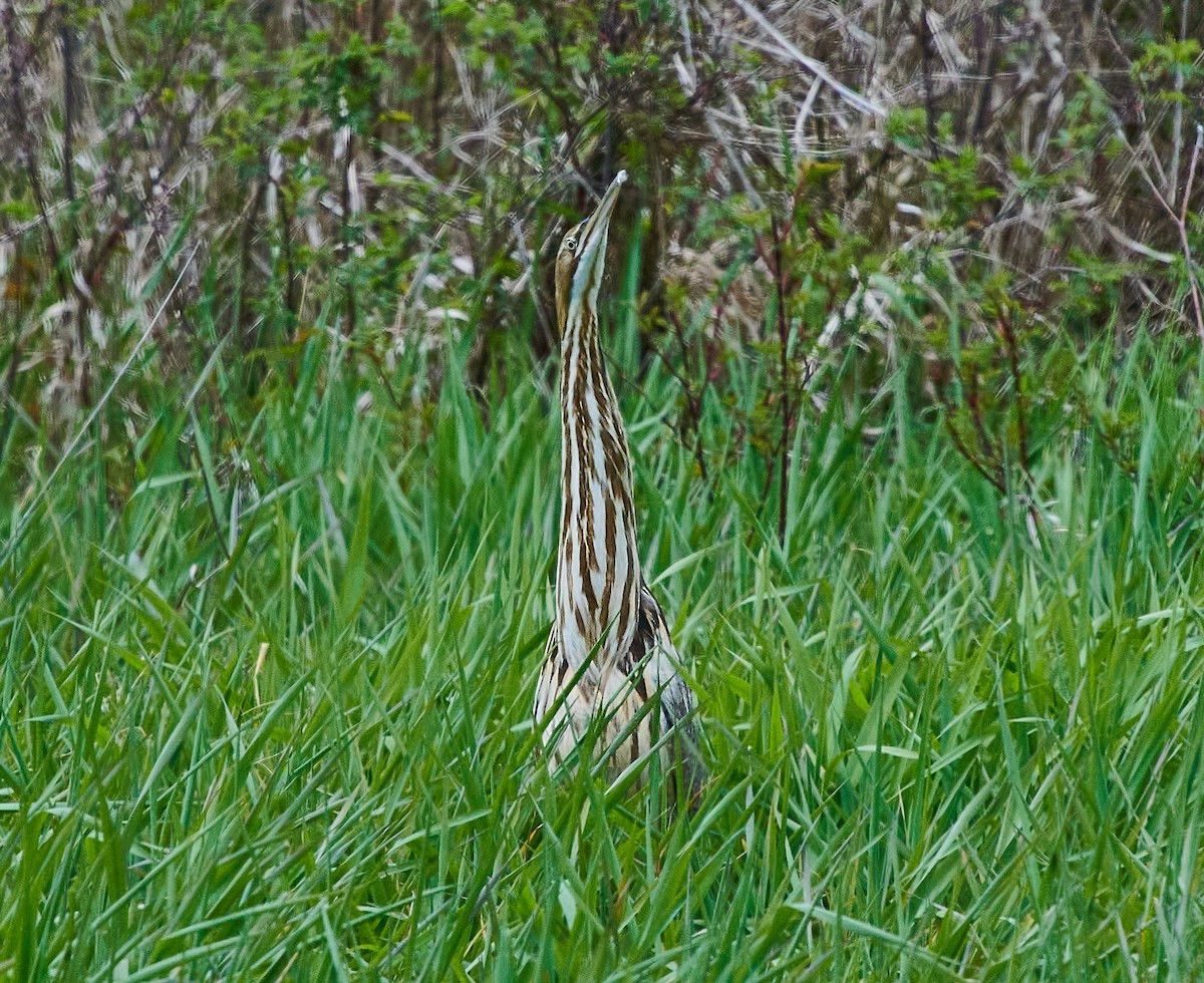 American Bittern - ML617898578