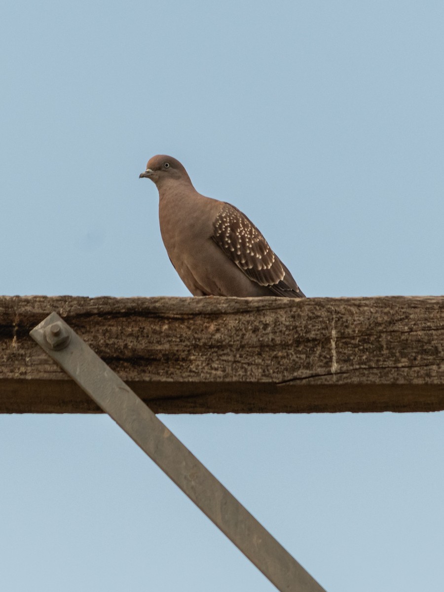 Spot-winged Pigeon - ML617898594