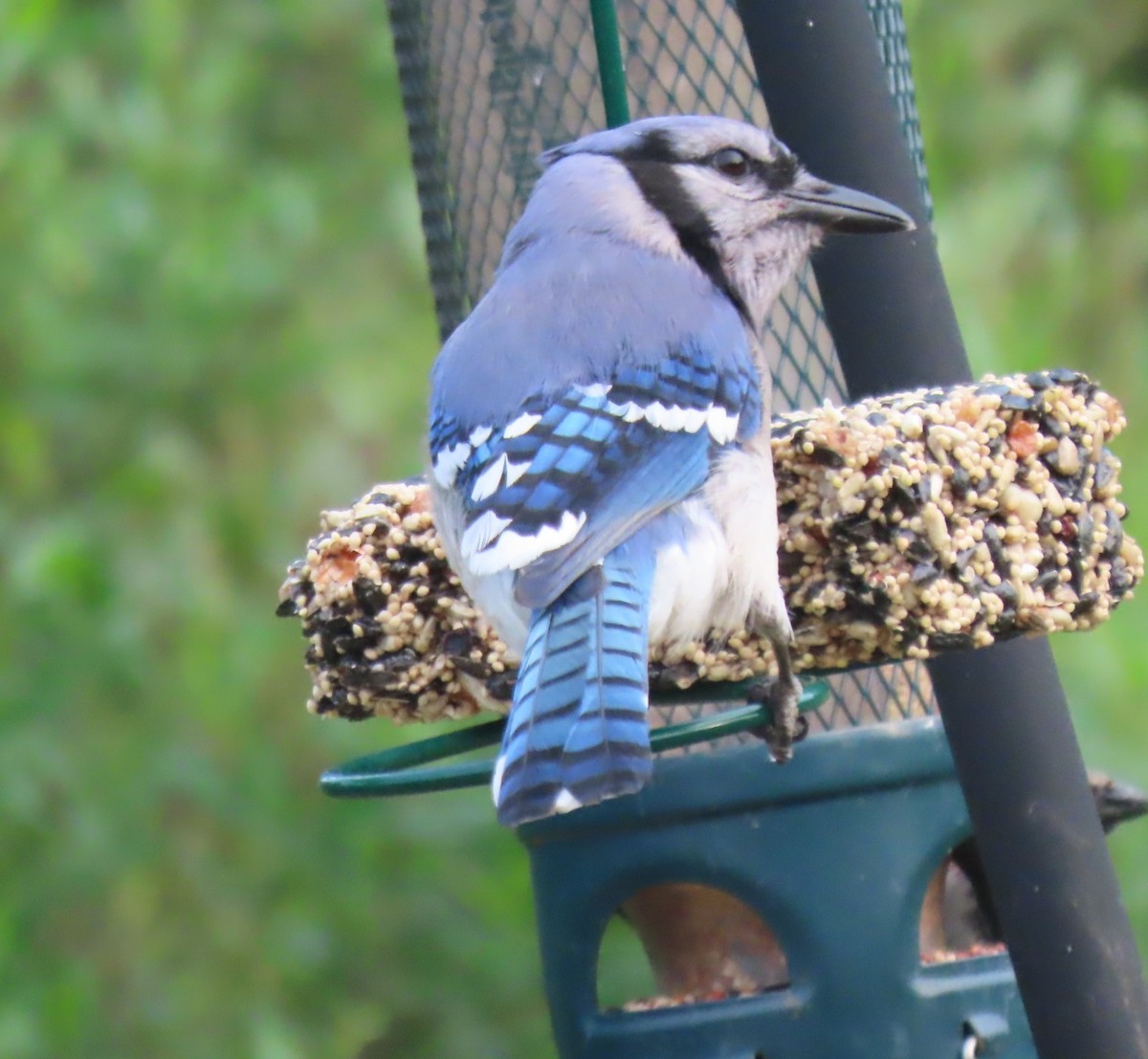 Blue Jay - ML617898622