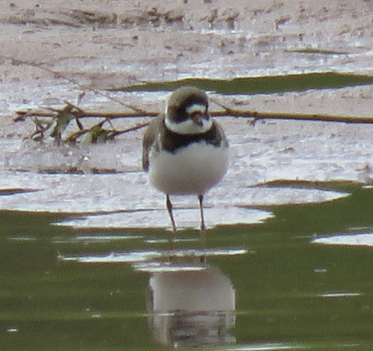 Semipalmated Plover - ML617898649