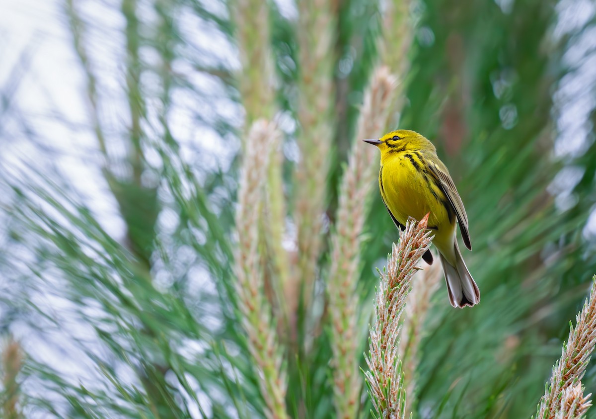 Prairie Warbler - Karen Szafrajda