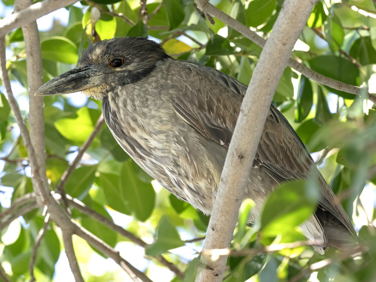 Yellow-crowned Night Heron - Robert Hamilton