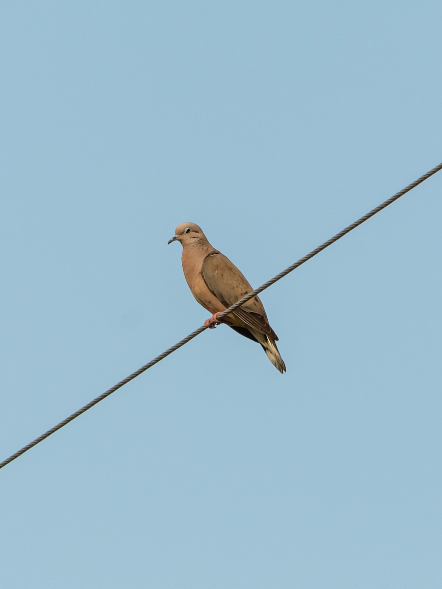 Eared Dove - ML617898751