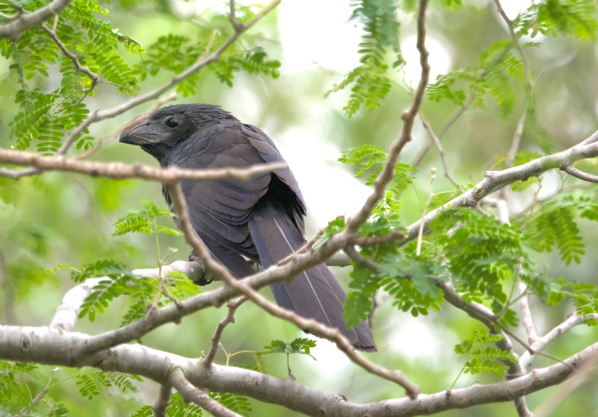 Groove-billed Ani - ML617898756