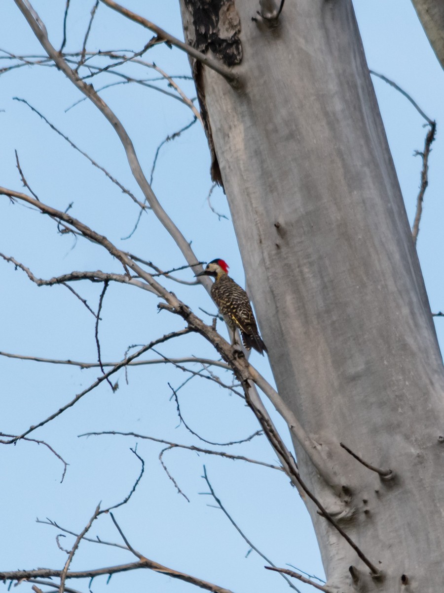 Green-barred Woodpecker - ML617898765
