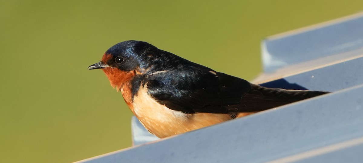 Barn Swallow - ML617898858