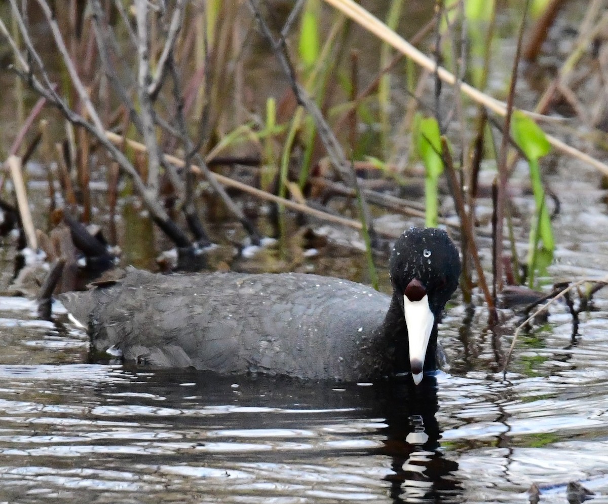American Coot - mike shaw