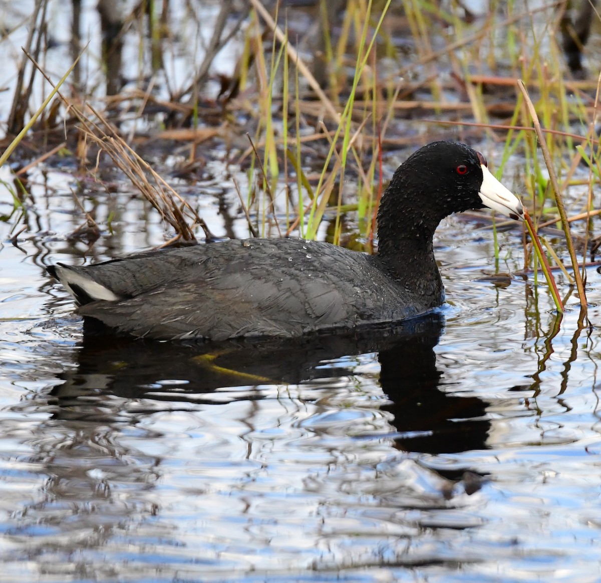 American Coot - ML617898891