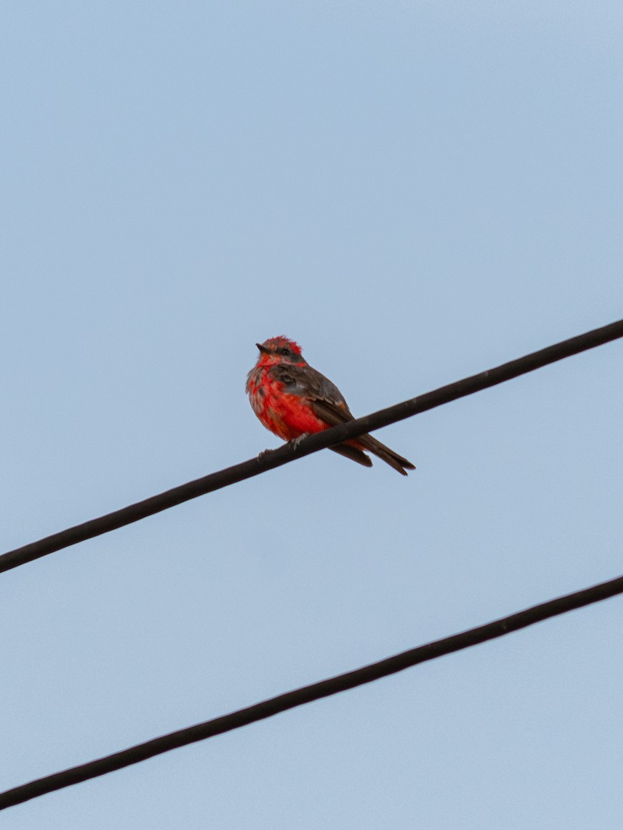 Vermilion Flycatcher - ML617898893