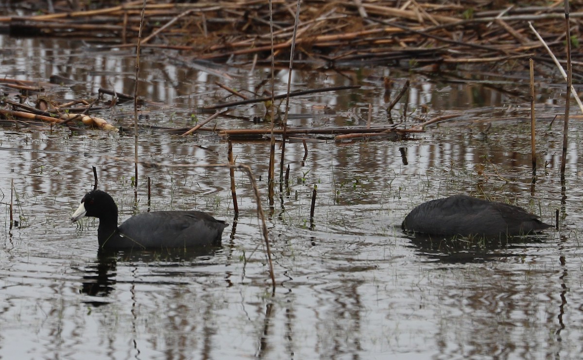 American Coot (Red-shielded) - ML617898895