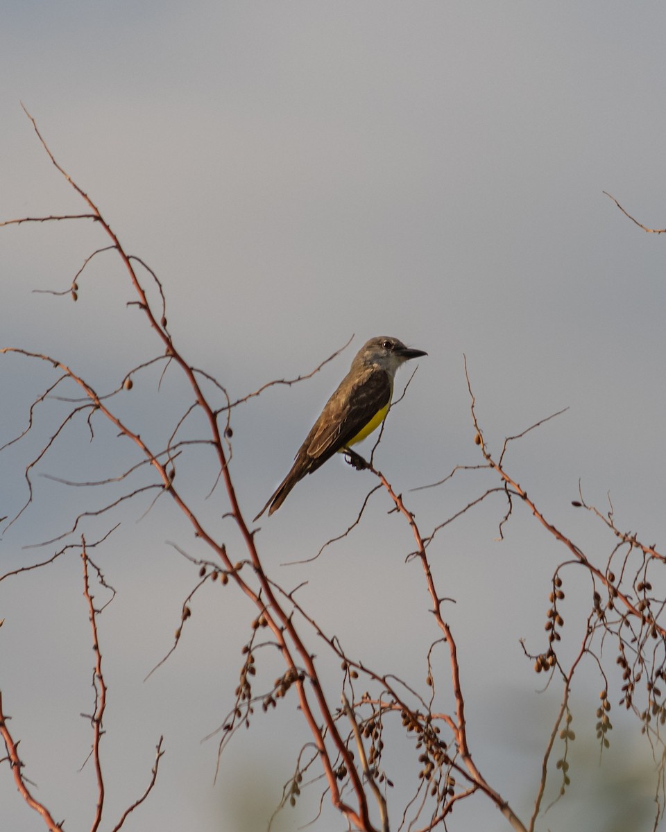 Tropical Kingbird - ML617898909