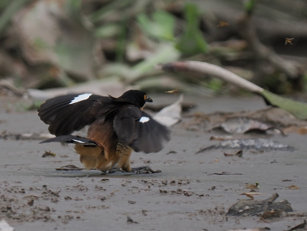 Black-capped Donacobius - ML617898916