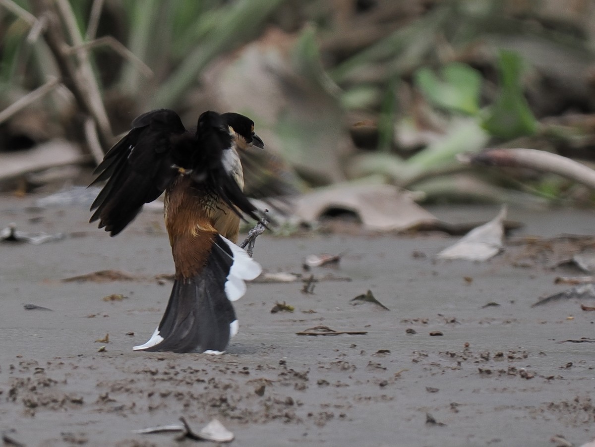 Black-capped Donacobius - ML617898917