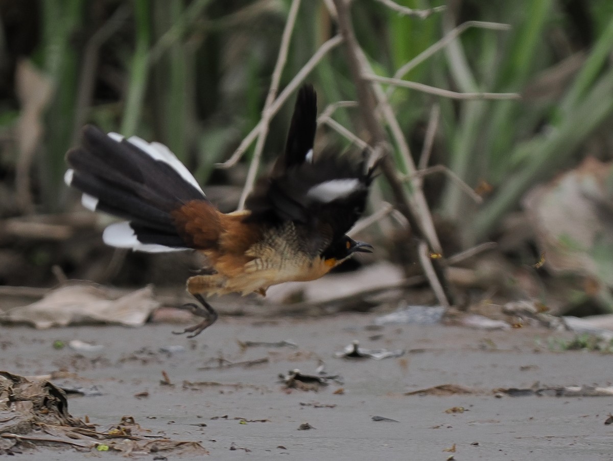 Black-capped Donacobius - Ben Jesup