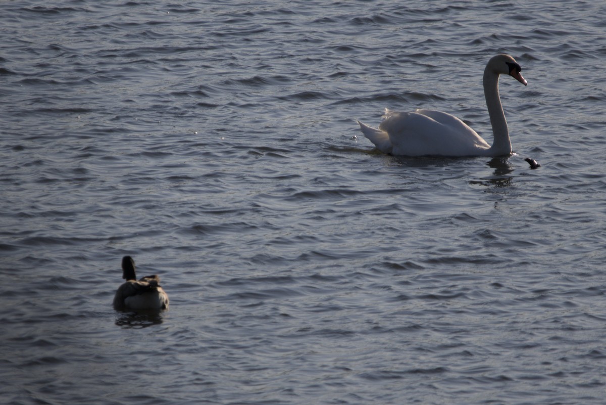 Mute Swan - ML617898925