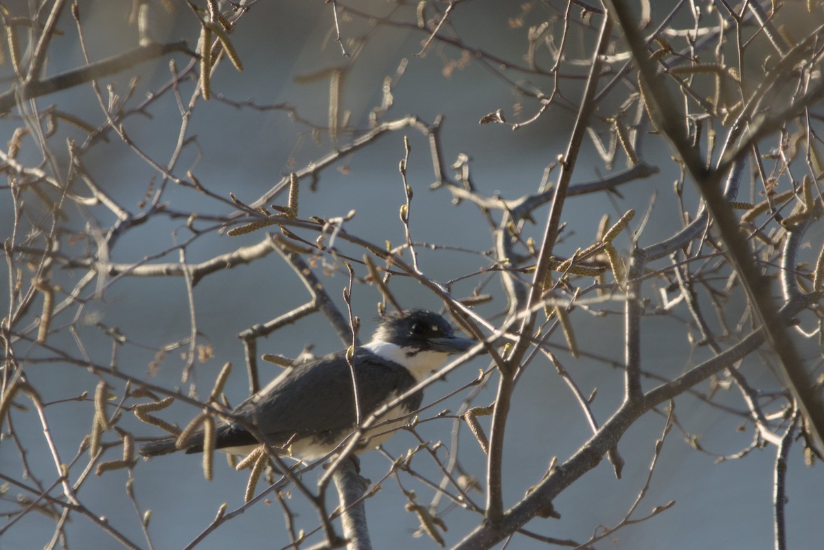 Belted Kingfisher - Nate S