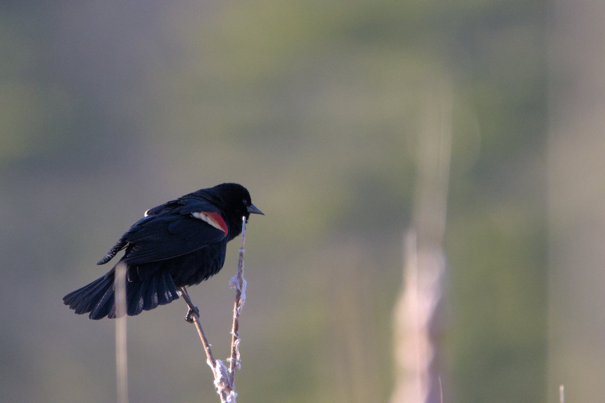 Red-winged Blackbird - ML617898936