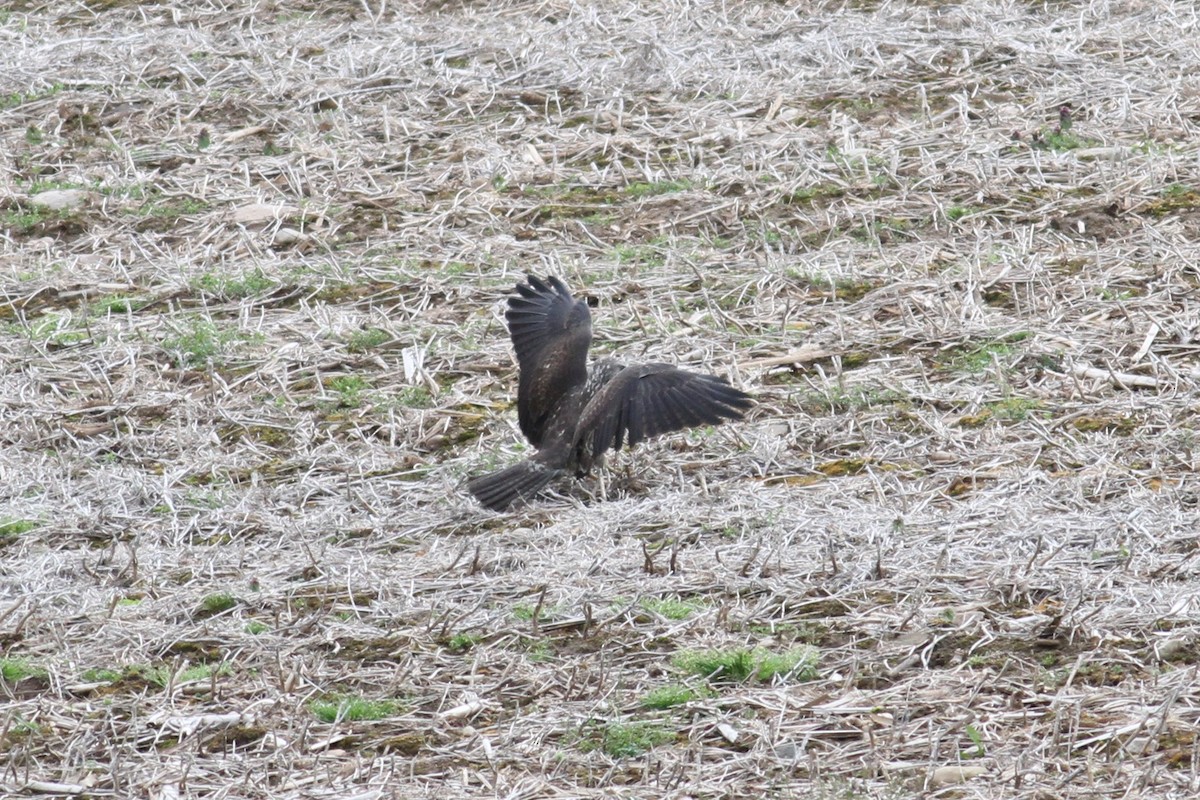 Swainson's Hawk - ML617899006