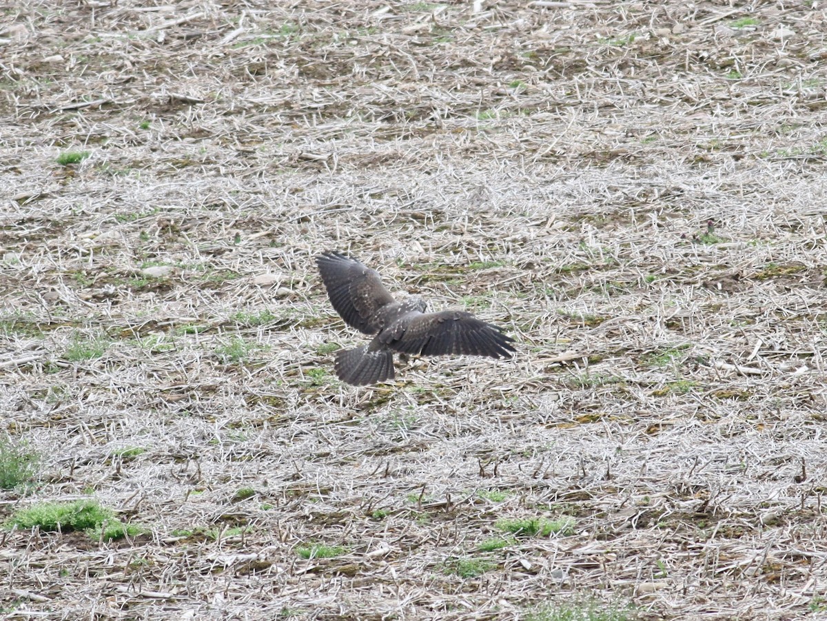 Swainson's Hawk - ML617899008