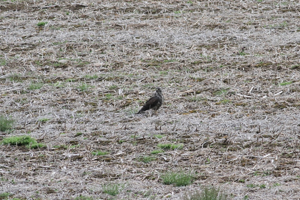 Swainson's Hawk - ML617899009