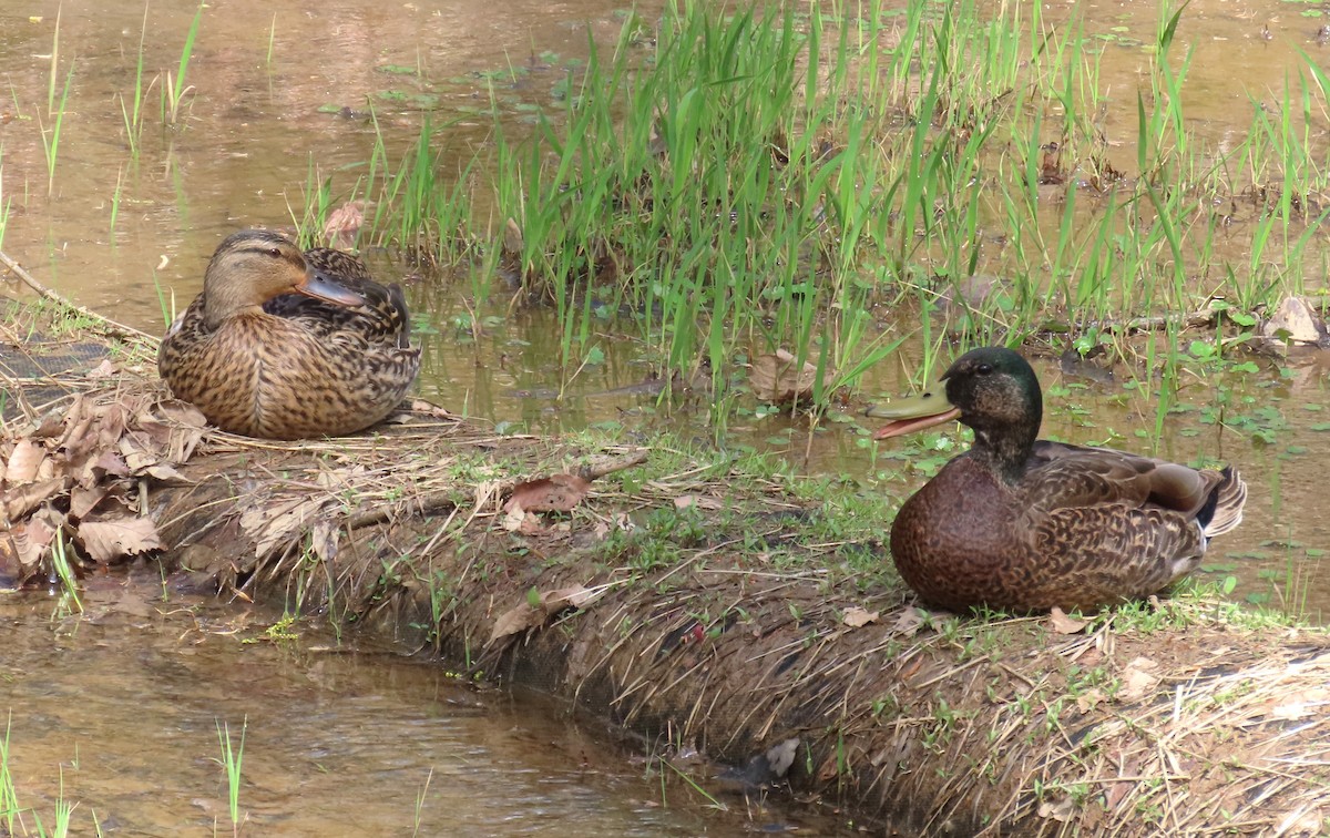 Mallard x American Black Duck (hybrid) - Michael Bowen