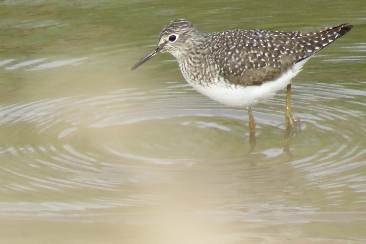 Solitary Sandpiper - ML617899073