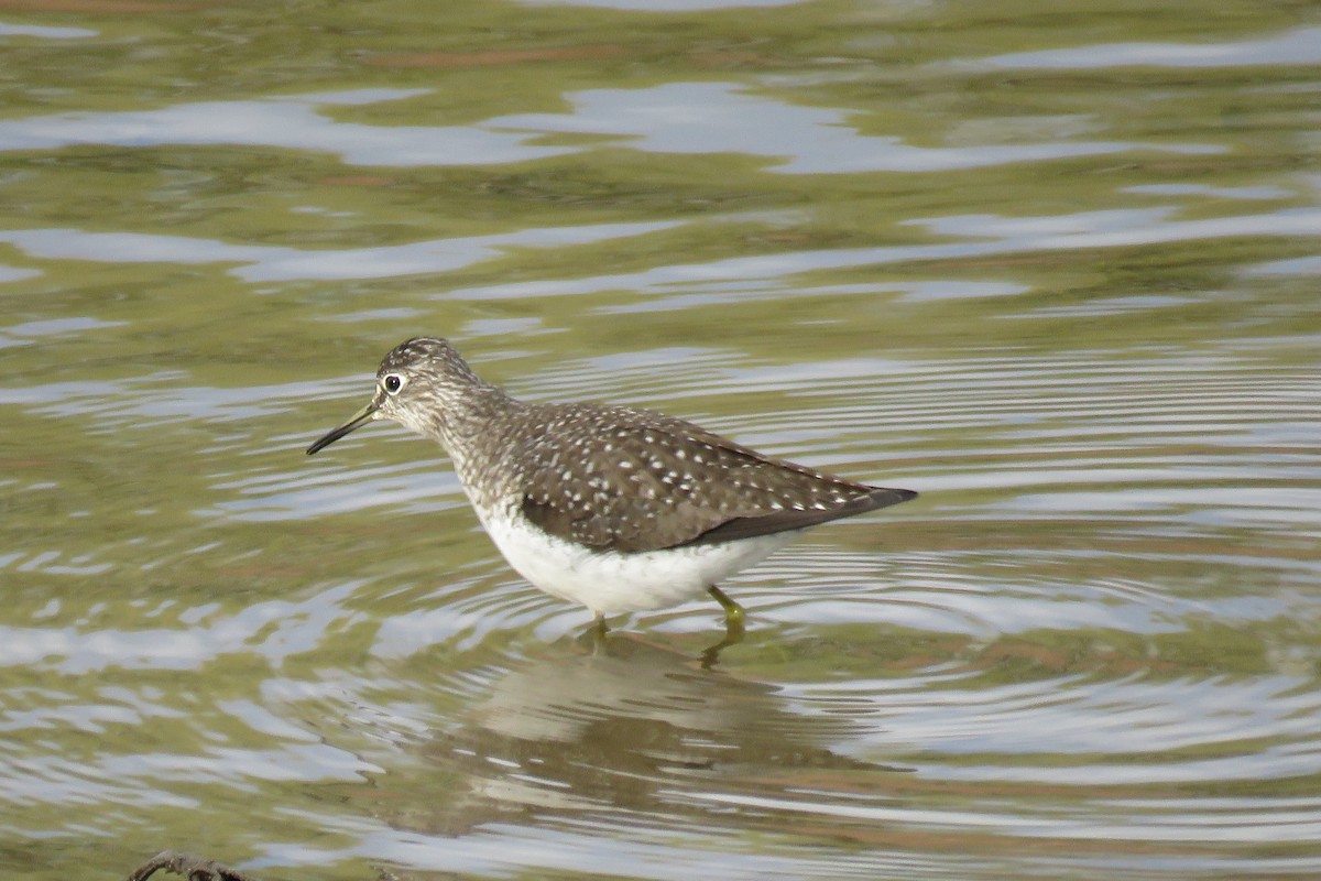 Solitary Sandpiper - ML617899075