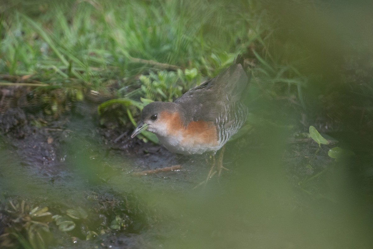 Rufous-sided Crake - ML617899089