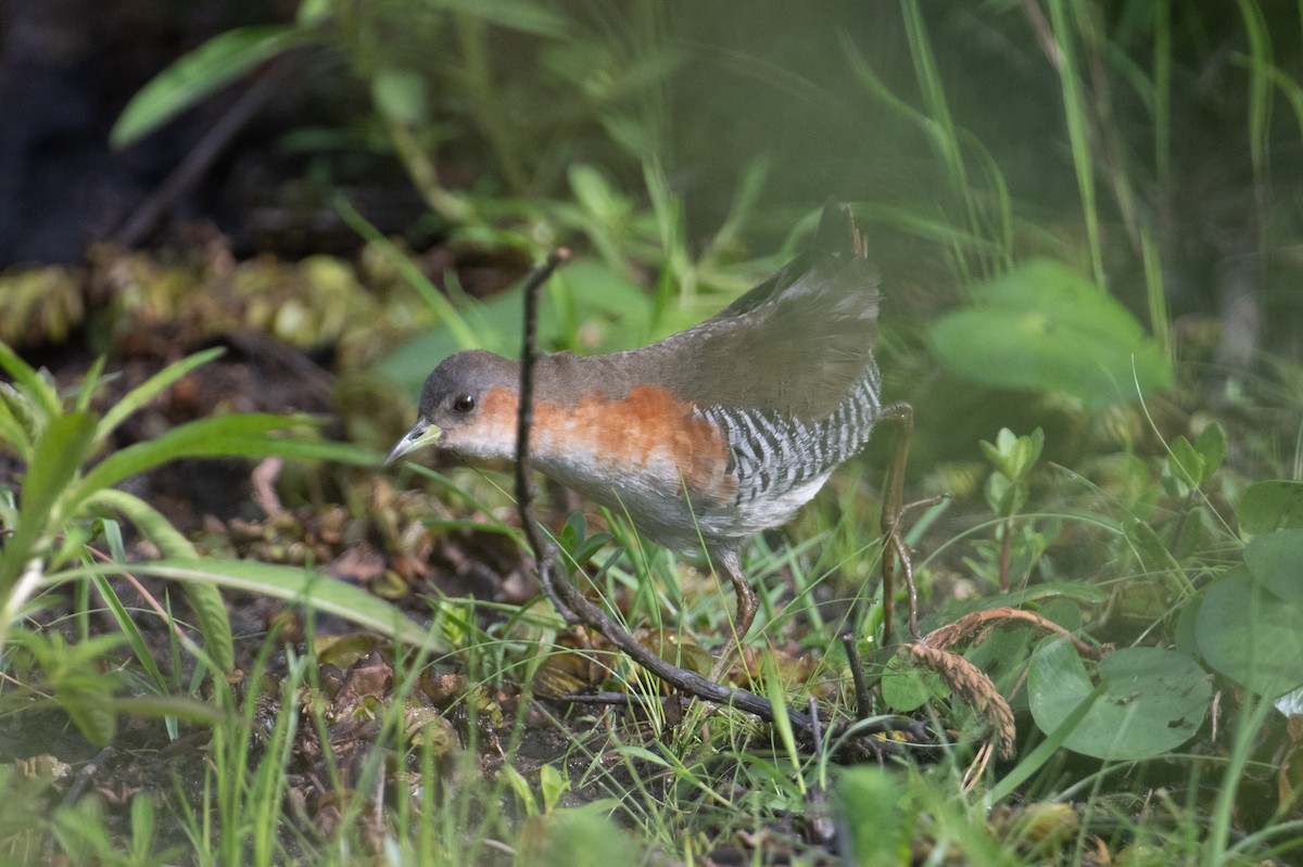 Rufous-sided Crake - ML617899090