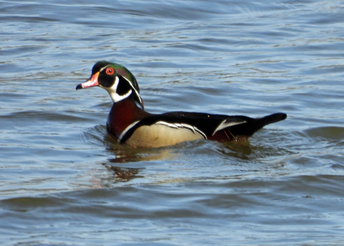 Wood Duck - ML617899109