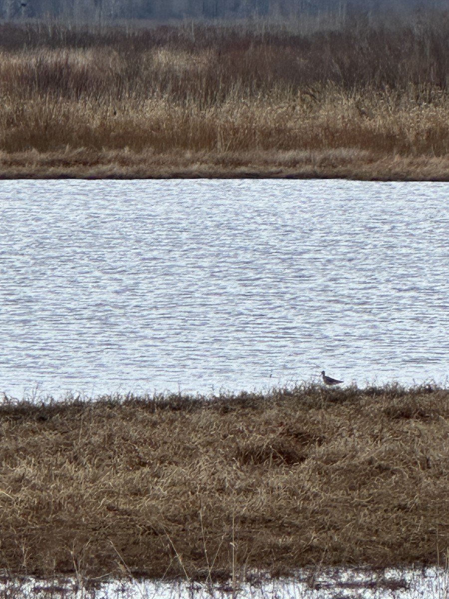 Wilson's Snipe - ML617899114