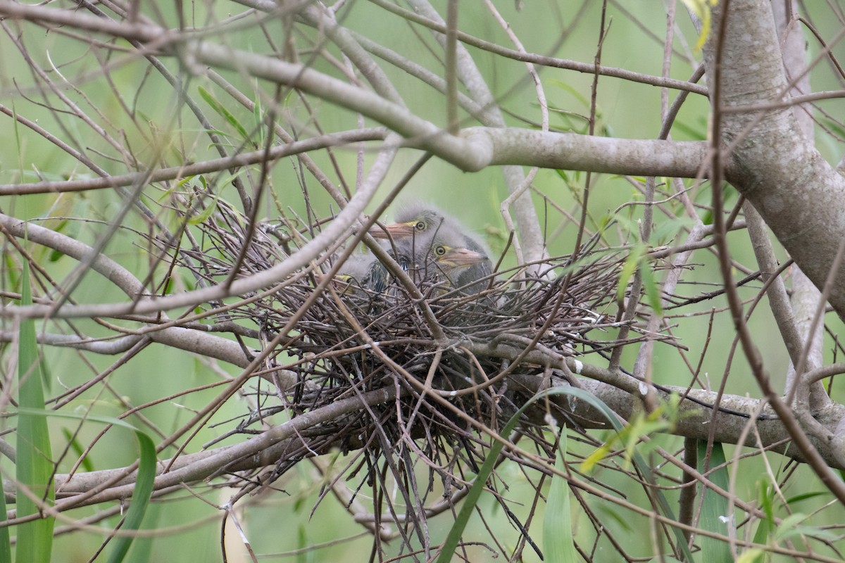 Striated Heron - John C. Mittermeier