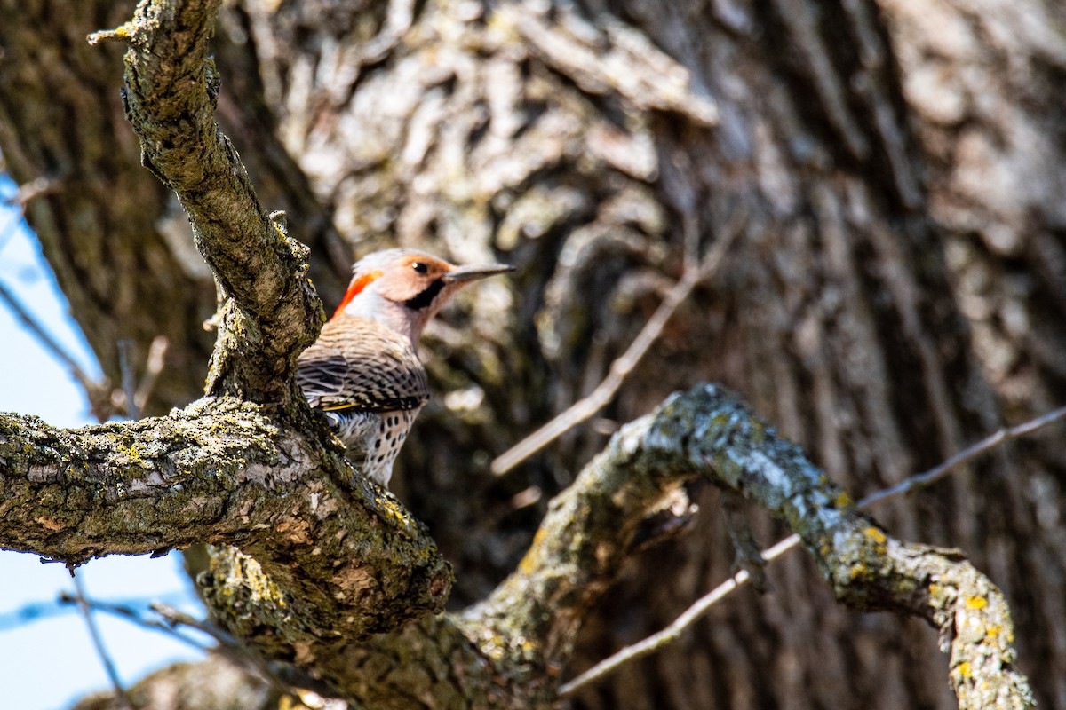 Northern Flicker - ML617899152