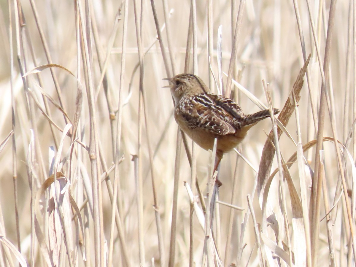 Sedge Wren - ML617899155