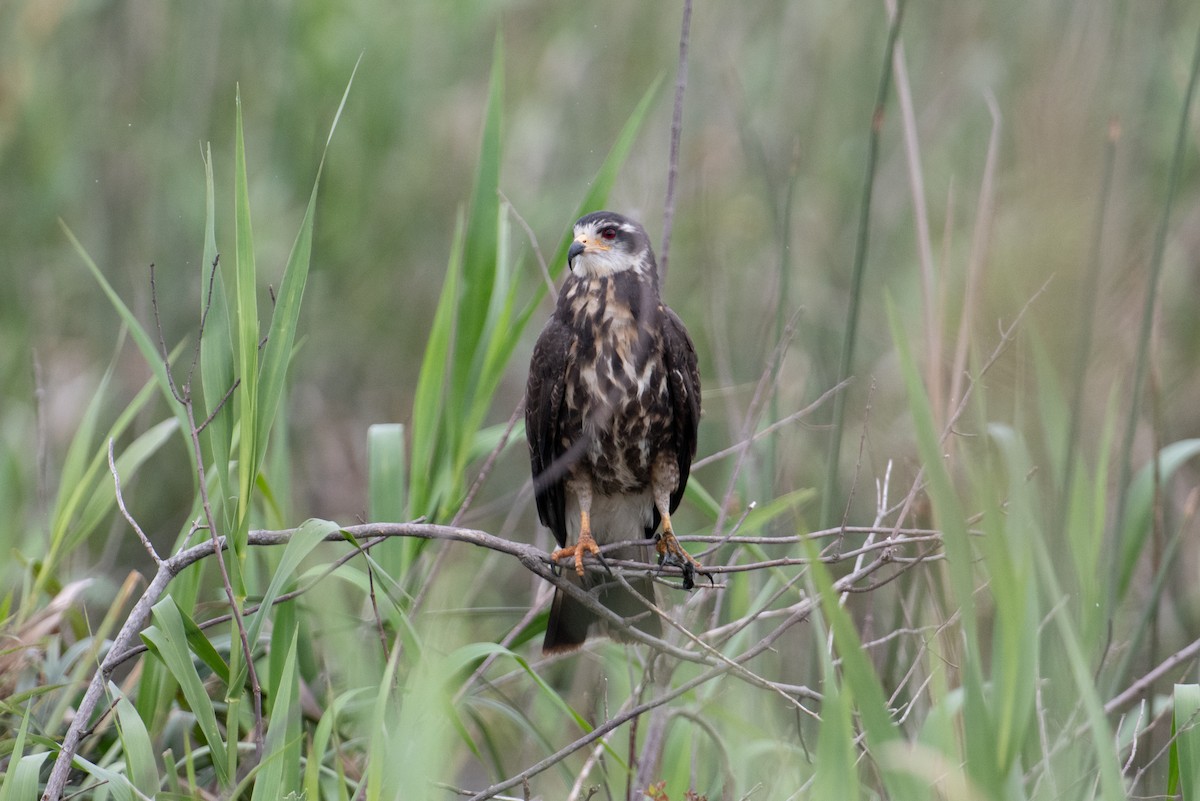 Snail Kite - John C. Mittermeier