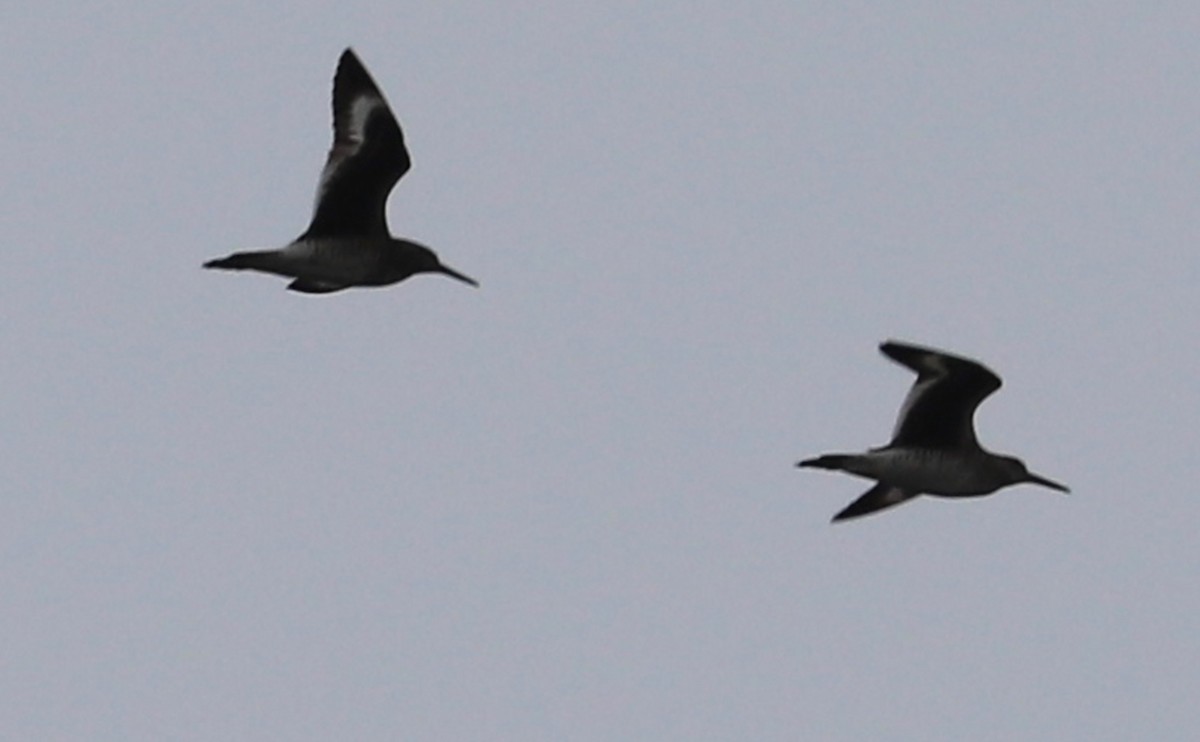 willetsnipe (semipalmata) - ML617899178