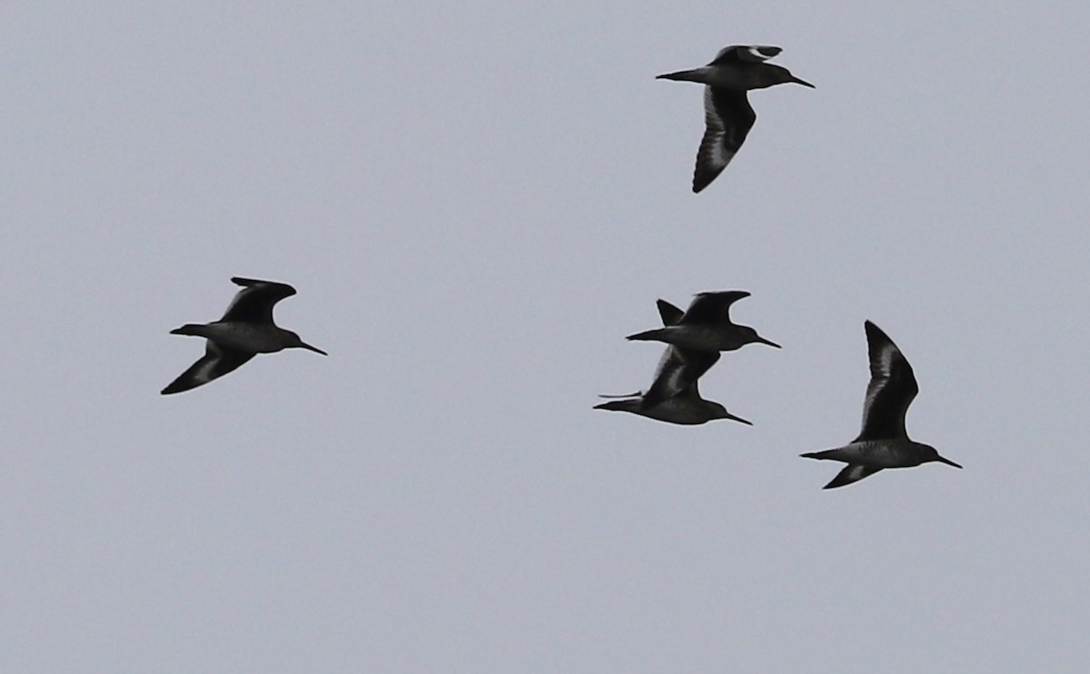 willetsnipe (semipalmata) - ML617899184