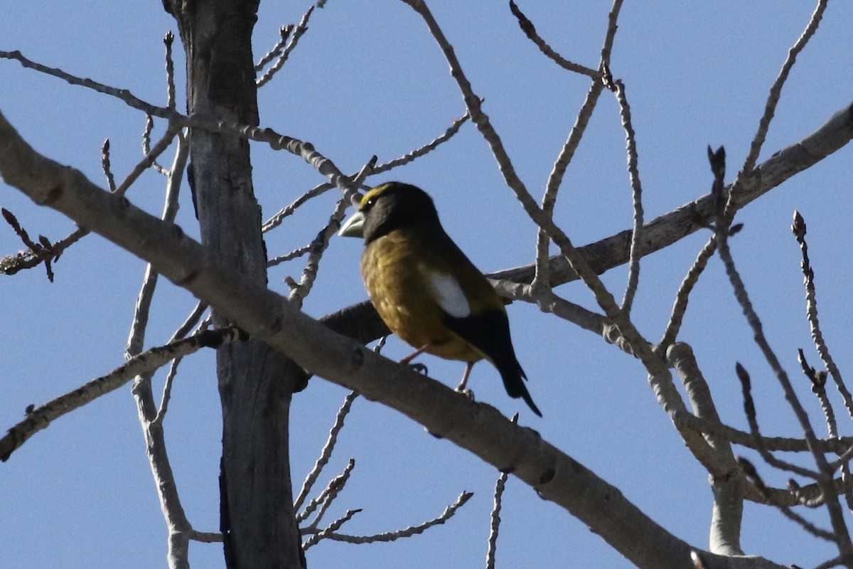 Evening Grosbeak - ML617899217