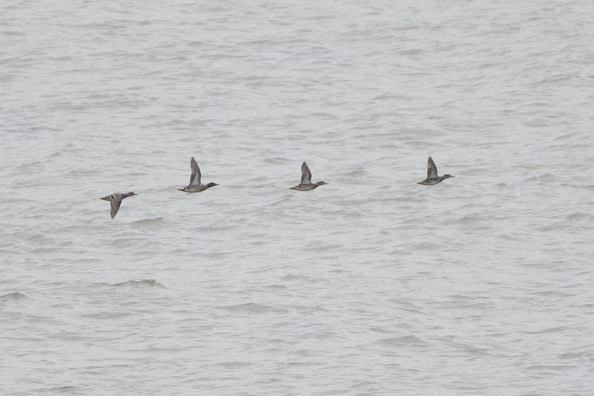 Green-winged Teal - Adam Cunningham